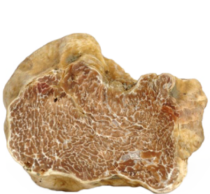 Tartufo bianco pregiato